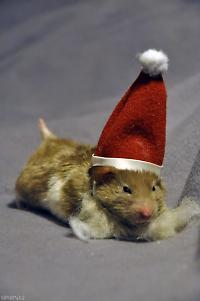 cute hamster santa claus totonika