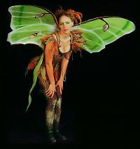 luna moth  fairy wings